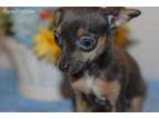 Miniature Pinscher Puppy for sale in Glen Allen, VA, USA
