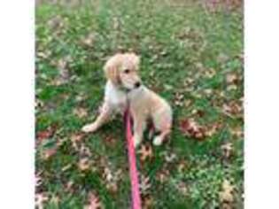 Golden Retriever Puppy for sale in Lynnfield, MA, USA