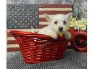 West Highland White Terrier Puppy for sale in Sacramento, CA, USA