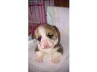 Pembroke Welsh Corgi Puppy for sale in Maryneal, TX, USA