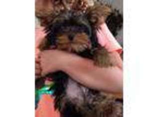 Yorkshire Terrier Puppy for sale in Coldwater, MI, USA