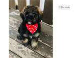 Mutt Puppy for sale in Orem, UT, USA