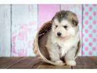 Alaskan Malamute Puppy for sale in New Haven, IN, USA