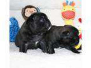 Buggs Puppy for sale in SAN ANTONIO, TX, USA