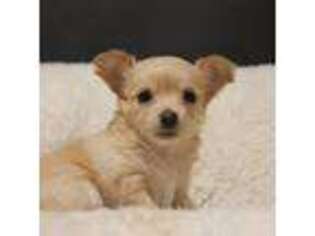 Chihuahua Puppy for sale in Wolf Creek, OR, USA