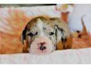 Great Dane Puppy for sale in Humble, TX, USA