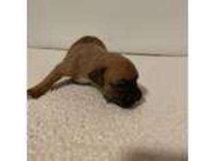 Boxer Puppy for sale in Barkhamsted, CT, USA
