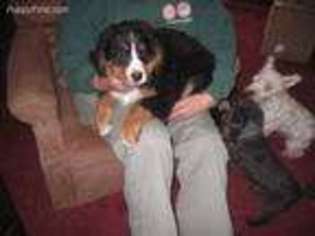 Bernese Mountain Dog Puppy for sale in Corunna, IN, USA