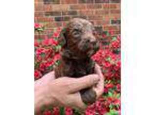 Labradoodle Puppy for sale in Morgantown, KY, USA