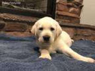 Labrador Retriever Puppy for sale in Gilbert, AZ, USA