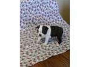 Boston Terrier Puppy for sale in Kane, IL, USA