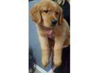 Golden Retriever Puppy for sale in Perrysburg, OH, USA