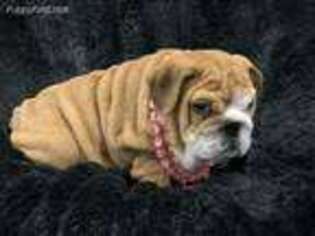 Bulldog Puppy for sale in Rockholds, KY, USA