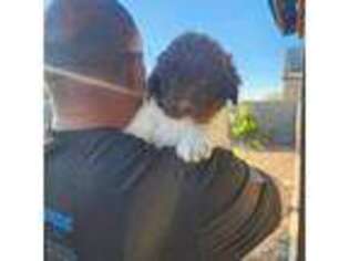Newfoundland Puppy for sale in Buckeye, AZ, USA
