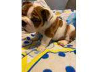 Bulldog Puppy for sale in Austell, GA, USA