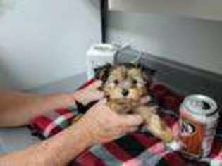 Yorkshire Terrier Puppy for sale in Fredericktown, MO, USA