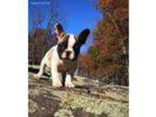 French Bulldog Puppy for sale in Rixeyville, VA, USA
