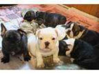Bulldog Puppy for sale in Luray, VA, USA