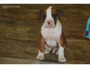 Boxer Puppy for sale in Goshen, IN, USA
