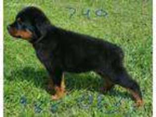 Rottweiler Puppy for sale in Beaver, OH, USA