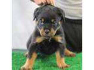 Rottweiler Puppy for sale in Springfield, MA, USA