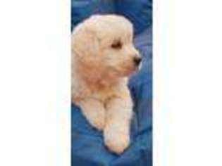 Golden Retriever Puppy for sale in Laurel, IN, USA
