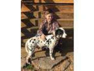 Dalmatian Puppy for sale in Kingsport, TN, USA