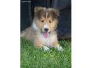 Collie Puppy for sale in Fayette, OH, USA
