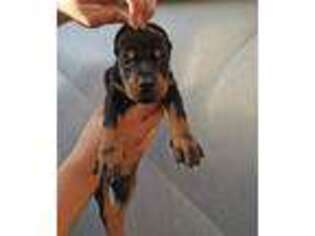 Doberman Pinscher Puppy for sale in Biglerville, PA, USA