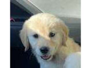 Golden Retriever Puppy for sale in South Glastonbury, CT, USA