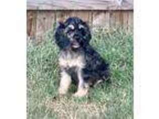 Cocker Spaniel Puppy for sale in Ardmore, OK, USA