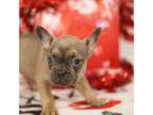 French Bulldog Puppy for sale in Aredale, IA, USA