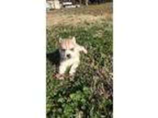 Siberian Husky Puppy for sale in Chapin, SC, USA