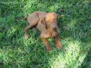 Vizsla Puppy for sale in George West, TX, USA