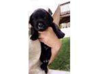 Labrador Retriever Puppy for sale in Louisville, NE, USA