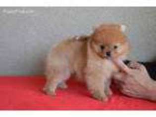 Pomeranian Puppy for sale in Fontana, CA, USA