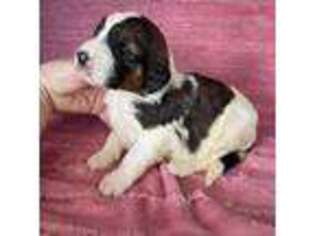 Saint Berdoodle Puppy for sale in Jefferson, OH, USA