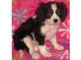 Cavalier King Charles Spaniel Puppy for sale in ELLENDALE, MN, USA