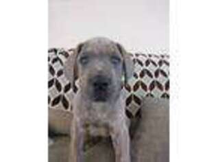 Great Dane Puppy for sale in Midvale, UT, USA