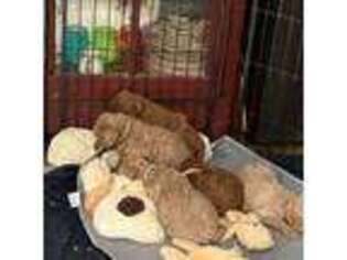 Mutt Puppy for sale in Gordonsville, VA, USA