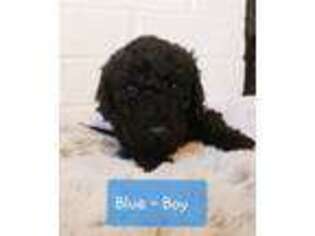 Labradoodle Puppy for sale in Elizabethtown, KY, USA