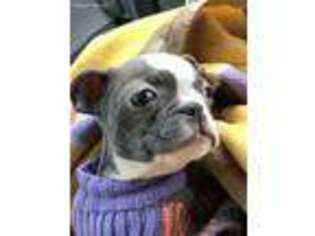 Boston Terrier Puppy for sale in Ozone Park, NY, USA