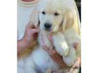 Mutt Puppy for sale in LOMITA, CA, USA