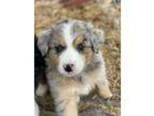 Australian Shepherd Puppy for sale in Calera, AL, USA