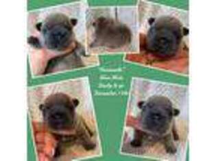 French Bulldog Puppy for sale in Lebanon, PA, USA