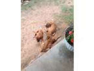 Rhodesian Ridgeback Puppy for sale in Lipan, TX, USA