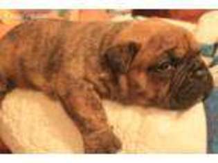Olde English Bulldogge Puppy for sale in Spurger, TX, USA