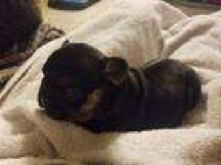 French Bulldog Puppy for sale in Warrensburg, MO, USA