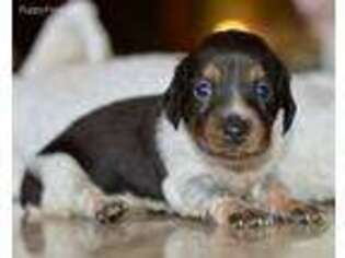 Dachshund Puppy for sale in Anderson, MO, USA