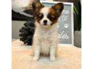 Papillon Puppy for sale in Indianapolis, IN, USA